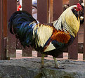 Picture Title - Chicken