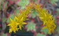 Picture Title - Yellow flowers