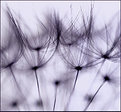 Picture Title - Floral Feathers II