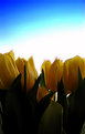 Picture Title - Tulips