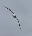 Picture Title - Black browed albatross