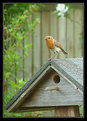 Picture Title - Robin