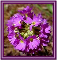 Picture Title - Violet Cluster