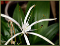 Picture Title - Lily (5)