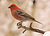 Male Pine Grosbeak