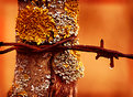 Picture Title - Barb Wire