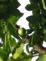 Picture Title - plum