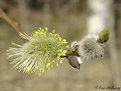 Picture Title - A close-up of spring