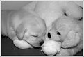 Picture Title - Puppy Love