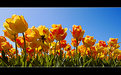 Picture Title - Tulips in Low Angle