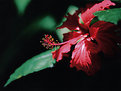 Picture Title - Hibiscus