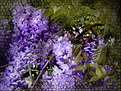 Picture Title - Wisteria