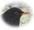 Kalle Blackbird