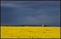 Picture Title - oilseed rape on the way to Boulmer