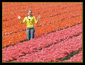 Picture Title - Tulip season in Netherland
