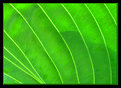 Picture Title - Refreshing green