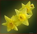 Picture Title - - In Yellow -