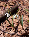 Picture Title - twin snowdrops