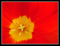 Picture Title - Close up of a tulip