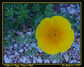 Picture Title - California Poppy, Arizona Style