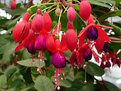 Picture Title - Fuchsias in Thailand