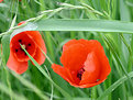 Picture Title - poppy time