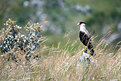 Picture Title - Caracará