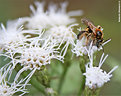 Picture Title - .:: Bee ::.