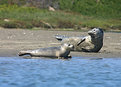 Picture Title - Harbor Seal and Her Baby