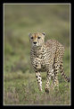 Picture Title - Cheetah Coming
