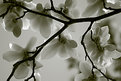 Picture Title - Japanese Magnolia