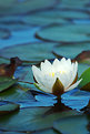 Picture Title - water lily