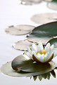 Picture Title - water lily II