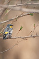Picture Title - Yellow Rumped Warbler