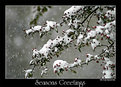 Picture Title - Seasons Greetings