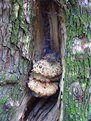 Picture Title - Tree Fungus