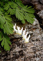 Picture Title - Dutchman's Breeches