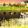 Picture Title - Duck Pond