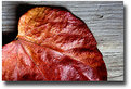 Picture Title - Leather or dead leaf?