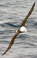 Picture Title - Black browed albatross #2