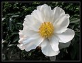 Picture Title - Peony in my Garden