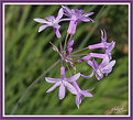 Picture Title - Tiny Blooms