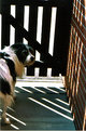 Picture Title - Dog. Behind Bars