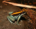 Picture Title - Phyllobates vitatus