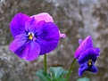 Picture Title - Wild Violets