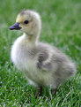 Picture Title - Gosling