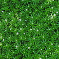 Picture Title - Green Carpet