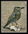 European Roller