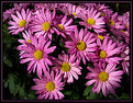 Picture Title - Daisy Daisy, give me your answer do!