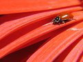 Picture Title - Lady in Red